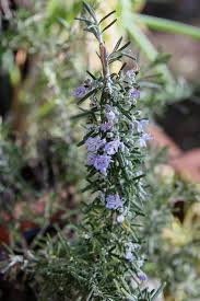 Image result for Rosmarinus officinalis