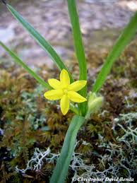 Image result for Hypoxis nyasica
