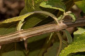 Image result for Leonotis decadonta