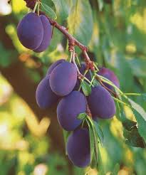 Prunier Prune Quetsche D Alsace Arbre Fruitier De 3 Ans De 140 A 160 Cm A Planter Jardin Pot