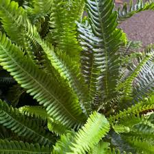 Image result for Blechnum tabulare