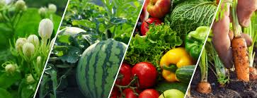 P Bio Products Manufacturers Organic Products Manufacturers Bio Pesticide Manufacturers Organic Pesticide Manufacturers Bio Fungicide Manufacturers Organic Liquid Fertilizer Manufacturers Bio Miticide Manufacturers Granules Manufacturers