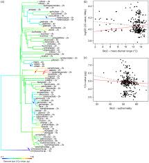 Image result for Pteronia acuminata