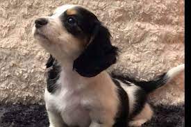 Jun 22, 2021 · puppyfinder.com is your source for finding an ideal dachshund puppy for sale near lakeland, florida, usa area. Dachshund Puppies Lakeland Fl Petsidi