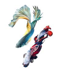 Fish japanese fighter blue 300zx. Stunning New Portraits Of Siamese Fighting Fish By Visarute Angkatavanich Colossal