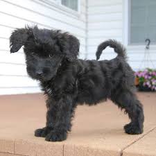 Why are australian labradoodles expensive? 1 Labradoodle Puppies For Sale In Southern California