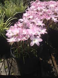 Rain Lily Rain Lily Trees To Plant Flowers