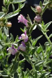 Image result for Antirrhinum
