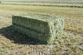 Pin On Hay For Sale Alberta
