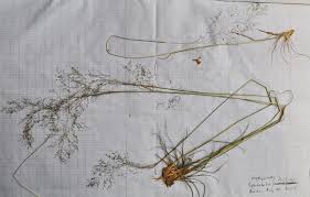 Image result for Sporobolus festivus