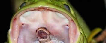 Four to five inches long. This Old Photo Of A Snake Swallowed By A Frog Is Giving Us Nightmares