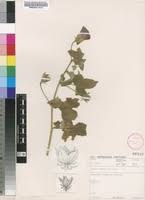 Image result for Hibiscus physaloides