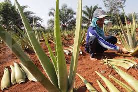 Provinsi sumatera utara (sumut) ibukota nya adalah medan berdiri : Budi Daya Lidah Buaya Kualitas Ekspor