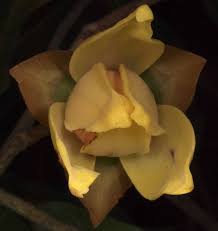 Image result for Uvariastrum germainii