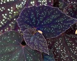 Image result for Begonia lacunosa