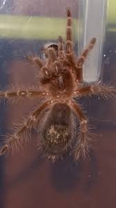 It is found commonly in the grasslands of south america in places such as argentina. Grammostola Pulchripes For Sale