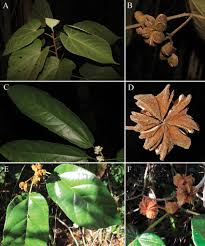 Image result for Carpodiptera africana