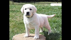Top dawgs is a reputable breeder of akc polar bear english white labs. Polar Bear Lab Puppies For Sale Youtube