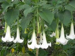 Tropical flowering trees and shrubs. Trees Mariposa Nursery Retail Garden Center