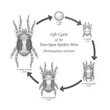 Image result for spotted spider mite