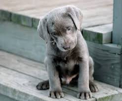 There are four silver females, two silver males and one charcoal female available. Akc Silver Labrador Puppies For Sale In Peebles Ohio Classified Americanlisted Com