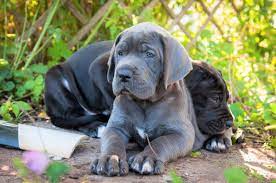 Feb 09, 2021 · great dane litter of puppies for sale in garvin, mn, usa 1 black and white female mantle , 1 blue harlequin male,3 black and white mantle males. Blue Great Dane Are These Gentle Giants Really Blue