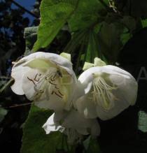 Image result for Dombeya torrida