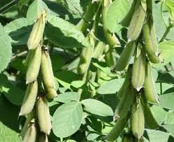 Image result for Crotalaria insignis
