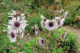 Image result for Berkheya speciosa