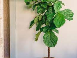 We both loved the class and, happily, were able to work. Tips For Caring For Your Ficus Tree Hgtv