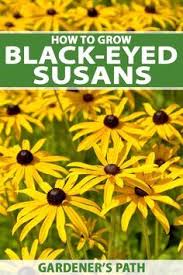 Do You Love Masses Of Yellow Blooms That Scream Spring And Summer Try Growing Black Eyed Susans Rudbecki Black Eyed Susan Flowers Perennials Flower Landscape