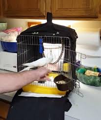 Bird Cage Seed Catcher Australia Popcorn Cockatiel Entering Into Canvas Covered Metal Cage Parrotcagecover Parrot Cage Parrot Toys Cockatiel
