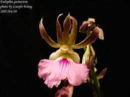 Image result for Eulophia guineensis
