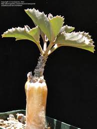 Image result for Cyphostemma barbosae