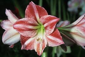 Image result for Hippeastrum sp. cultivars