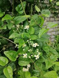 Image result for Clematis uhehensis