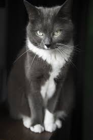 Beautiful Black And White Spotted Cat Our Grey Cat Muffin She Is Such A Poser Black White Kitten Cat Cats Poser Portrait Grey Grey Cats Beautiful Cats Pretty Cats