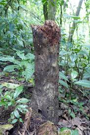 Image result for Craterispermum