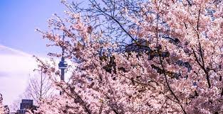 — trinity bellwoods & park (@trinity bellwoods & park)1618968219.0. Everywhere You Can See Cherry Blossoms In Toronto This Spring Map News