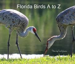 Check spelling or type a new query. Florida Birds A To Z By Carol Groenen Blurb Books Uk