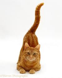 You just have to decode them. Ginger Tabby Female Cat With Tail Up Photo Wp15500