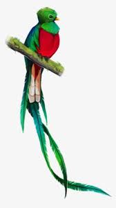 La del color blanco debe ir en el medio y los azules en los extremos. Quetzal Dibujo Png Quetzal Pajaro Dibujo Png Image Transparent Png Free Download On Seekpng