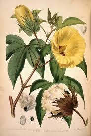 Image result for Gossypium barbadense