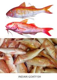 deutsch diese fischsorte heißt bei den einheimischen sultan ibrahim sind eine unterart der meerbarben. Get To Know Your Fish Confused Over Fish Names 100 Most Popular Edible Fish Names In English With Images Sea Fish Freshwater Fish Seafood