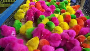 Maybe you would like to learn more about one of these? Anak Ayam Warna Warni Paling Dicari Saat Wabah Covid 19