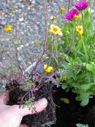 N'a jamais été aussi simple ! Composer Une Jardiniere D Ete Pour Fleurir Un Balcon
