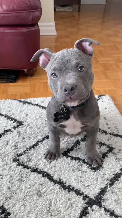 Grey Blue Nose Pitbull puppy with pink-lined ears sitting on a black-and-white patterned rug indoors, wearing a collar with an ID tag