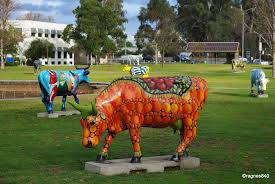 May 29, 2021 · the big national chain wants more milk from northern victoria and the southern riverina to make its cheese products at saputo's cobram and allansford factories and is offering prices at the top of the market to secure the supply, on the eve of the date when processors have to declare their prices. Mob Of Cows Near Shepparton Art Gallery Mapio Net