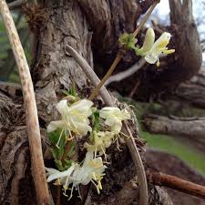 Image result for Lonicera confusa