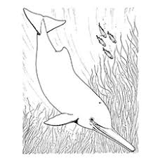 Dolphin printable coloring free pages for adults sheets. Top 20 Free Printable Dolphin Coloring Pages Online